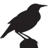 3Billionbirds.org Favicon