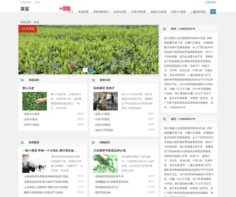 51Chamiao.com(茶苗) Screenshot