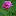 8848Flower.com Favicon