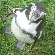 89Penguin.com Favicon