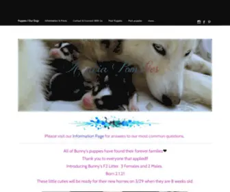 Acaciapomsky.com(Pomsky Puppy Breeder) Screenshot