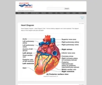 Anatomysystem.com(Anatomy System) Screenshot