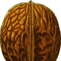 Baru-Nuts.com Logo