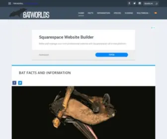 Batworlds.com(Bat Facts and Information) Screenshot