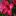 Benikage.com Favicon