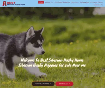 Bestsiberianhuskyhome.com(Siberian husky puppies for sale) Screenshot