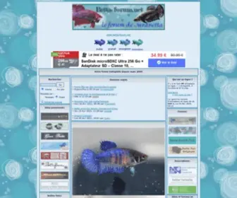 Betta-Forum.net(Portail : Le forum des éleveurs et passionnés de Betta splendens) Screenshot