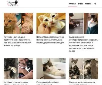 Bezkota.ru(Сайт для любителей кошек :)) Screenshot