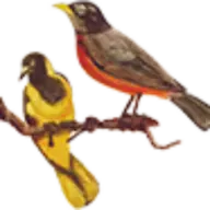 Birdinbag.com Favicon