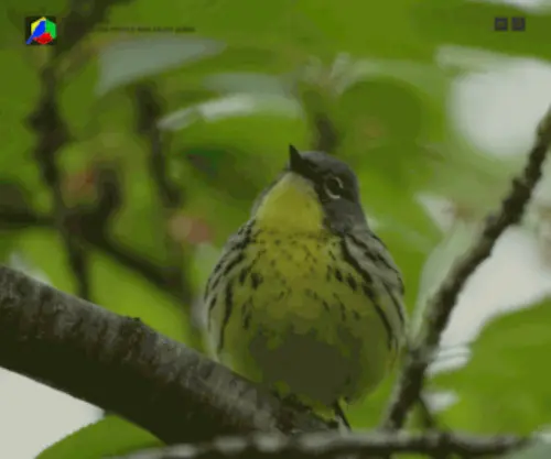 Birding.com(Bird Watching In the USA and Around the World) Screenshot
