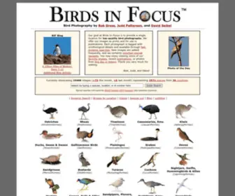 Birdsinfocus.com(Birdsinfocus) Screenshot