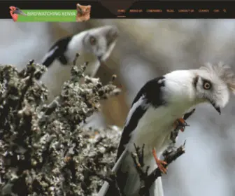 Birdwatchingkenya.com(BIRDWATCHING IN KENYA) Screenshot