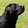 Blackthornlabs.com Favicon