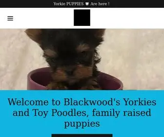 Blackwoodsamerican.com(Yorkies, Toy poodles) Screenshot