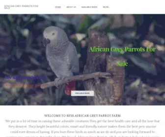 Blissafricangreyparrots.com(African grey parrots for sale) Screenshot