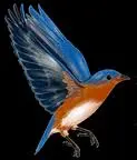 Bluebirdlanding.com Favicon