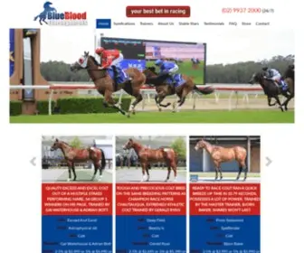 Bluebloodthoroughbreds.com.au(Horse Racing Syndicates) Screenshot