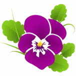 Blumen-Arten.de Favicon