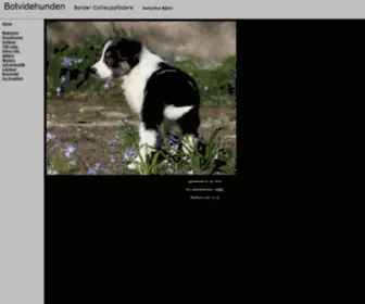 Botvidehunden.se(A Border Collie Page) Screenshot