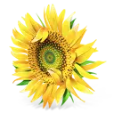 Bouquet.ca Favicon