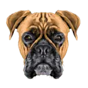 Boxerdogdiaries.com Favicon