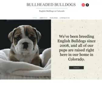 Bullheadedbulldogs.com(English Bulldogs in Colorado) Screenshot