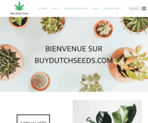 Buydutchseeds.com(Cannabis Seeds & Marijuana Seeds) Screenshot