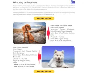 BY-Photo.net(What dog in the photo) Screenshot