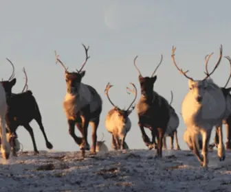 Cairngormreindeer.co.uk(Cairngormreindeer) Screenshot