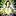 Campenelli.com Favicon