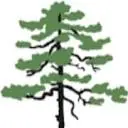 Campwesleywoods.com Favicon