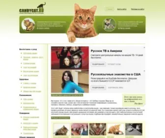 Candycat.ru(Парковочная) Screenshot