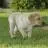 Canigoldenretriever.it Favicon