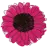 Canterburyflowers.co.uk Favicon