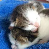 Capitalcats.org Favicon