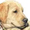 Carysavage-Ingram.com Favicon