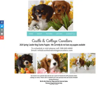 Castleandcottagecavaliers.com(Cavalier King Charles Spaniel Puppies For Sale Massachusetts) Screenshot