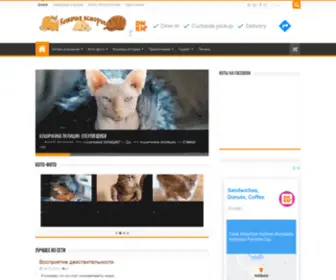 Cat-Story.ru(Кошачьи) Screenshot