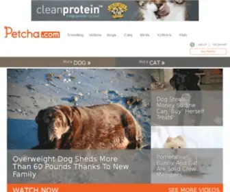 Catchannel.com(All cats and kittens) Screenshot