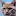 Catdoor.co.nz Favicon