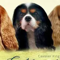 Cavalier-Hundezucht.ch Favicon