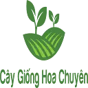 Caygionghoachuyen.com Favicon