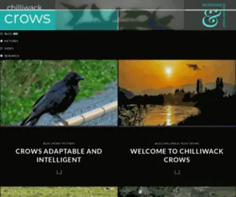 Chilliwackcrows.com(Mysterious & Misunderstood) Screenshot