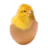 China-Chickens.club Favicon