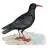 Choughsnesthotel.co.uk Favicon