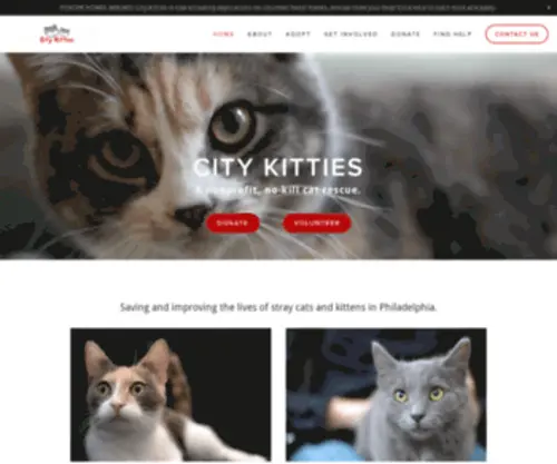 Citykitties.org(City Kitties) Screenshot
