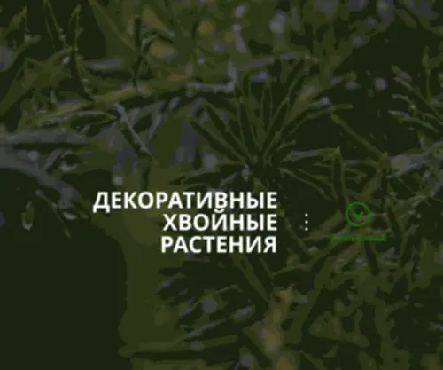 Conifercollection.ru(Купить хвойные растения в Москве) Screenshot