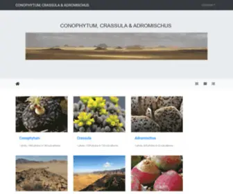 Conophytum.com(CRASSULA & ADROMISCHUS) Screenshot