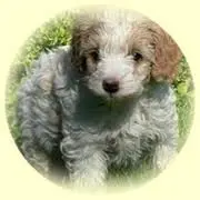 Coppercanyonlabradoodles.com Favicon