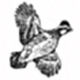 Coveyriselodge.com Favicon